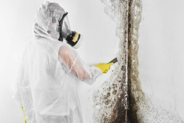 Trusted Lewisburg, OH Mold Remediation Experts